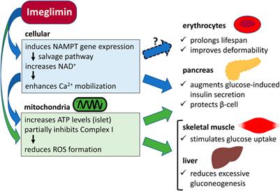 Comparative evaluation of clinical glycemic control markers treated with imeglimin and its effect on erythrocytes in patients with type 2 diabetes mellitus: study protocol of a single-arm, open-label, prospective, exploratory trial